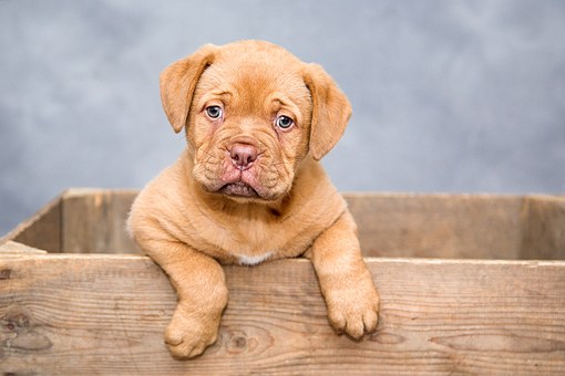dogue-de-bordeaux-1047521__340